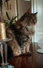 Vermiste X-Boskat Smokey,, Oosterpoort, Dieren en Toebehoren, Vermiste en Gevonden Dieren