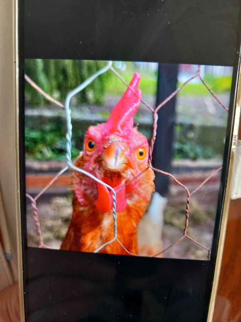 2 kippen gratis op te halen, Dieren en Toebehoren, Reptielen en Amfibieën | Toebehoren, Ophalen