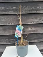 Albizia, Bloeit niet, Overige soorten, Minder dan 100 cm, Ophalen