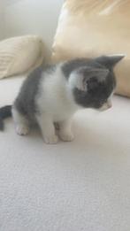 Britse korthaar kittens, Dieren en Toebehoren, Poes, Ontwormd, 0 tot 2 jaar