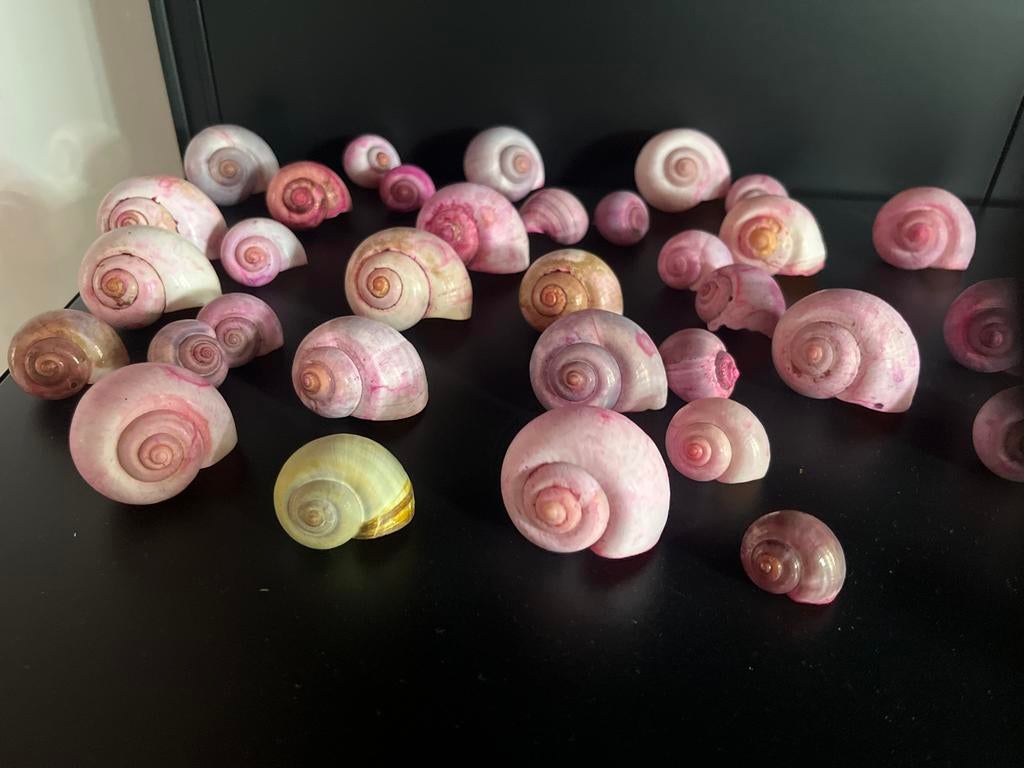 Mooie decoratieve schelpen, diverse kleuren, Verzamelen, Ophalen of Verzenden, Gebruikt
