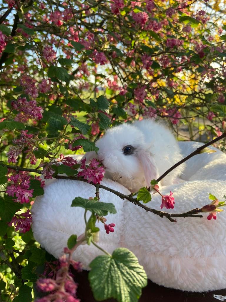 Hele mooie lieve jonge konijntjes te koop! (Ram/NHD/man), Mannelijk, Klein, Hangoor, 0 tot 2 jaar