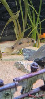 Afrikaanse vlinder cichlide koppel, Dieren en Toebehoren, Vissen | Aquariumvissen, Vis