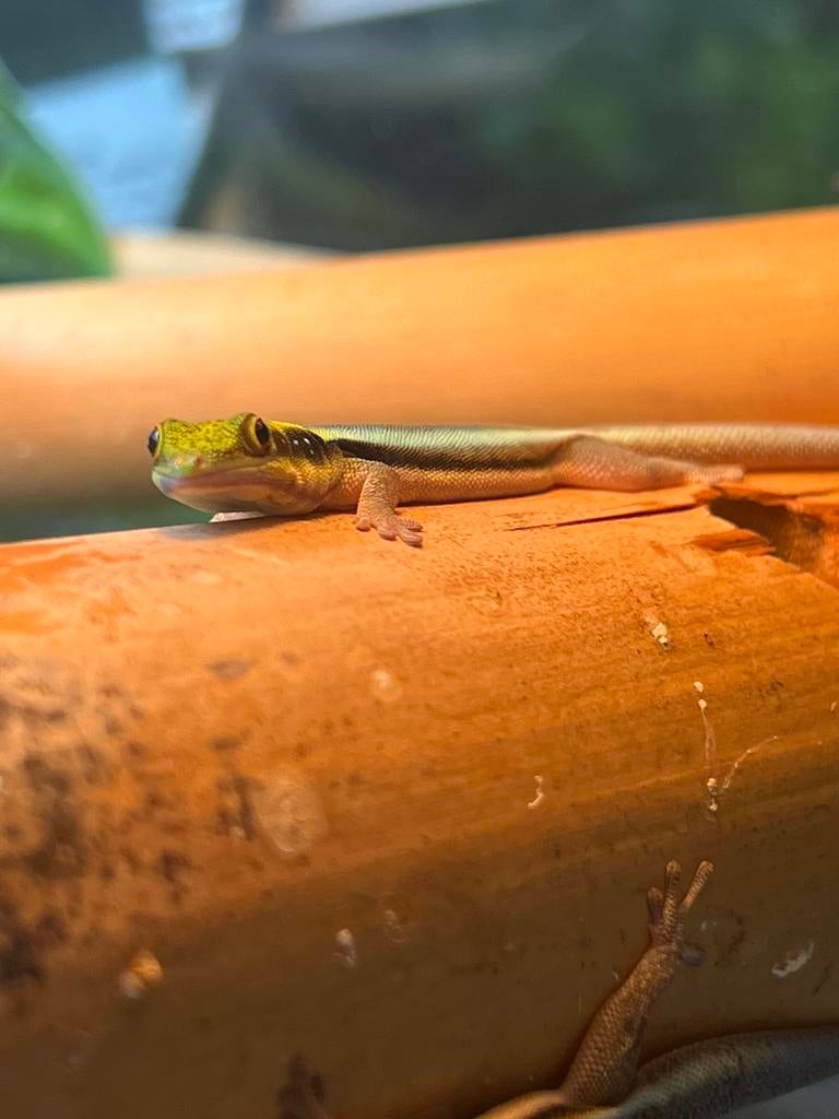 Phelsuma klemmeri man 1 jaar, Dieren en Toebehoren, Hagedis, 0 tot 2 jaar