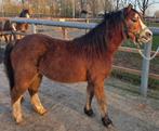 1 welsh ponys met uitstraling, Dieren en Toebehoren, Pony's, Met stamboom, Ruin, Niet van toepassing, A pony (tot 1.17m)