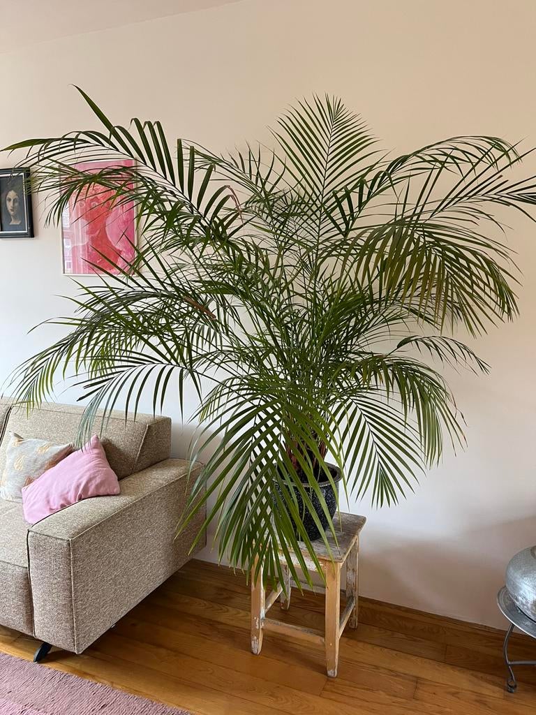 Prachtige Goudpalm, Huis en Inrichting, Kamerplanten, Groene kamerplant, Ophalen of Verzenden, Halfschaduw, 150 tot 200 cm