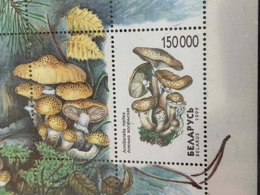 Paddenstoelen, Wit-Rusland 1999, Ophalen of Verzenden, Postfris, Dier of Natuur
