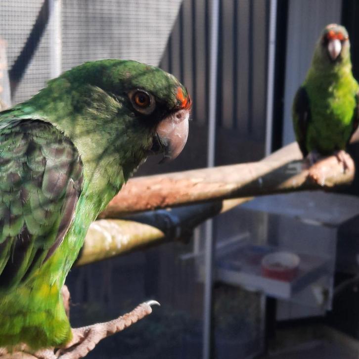 Jardine-papegaai (Poicephalus G.Massaicus), Dieren en Toebehoren, Vogels | Parkieten en Papegaaien, Papegaai, Mannelijk, Geringd