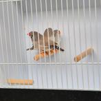 2 zebravinken pop grijs 2025 aug geringt, Dieren en Toebehoren, Vogels | Hokken en Kooien, Ophalen of Verzenden, Nieuw, Hout