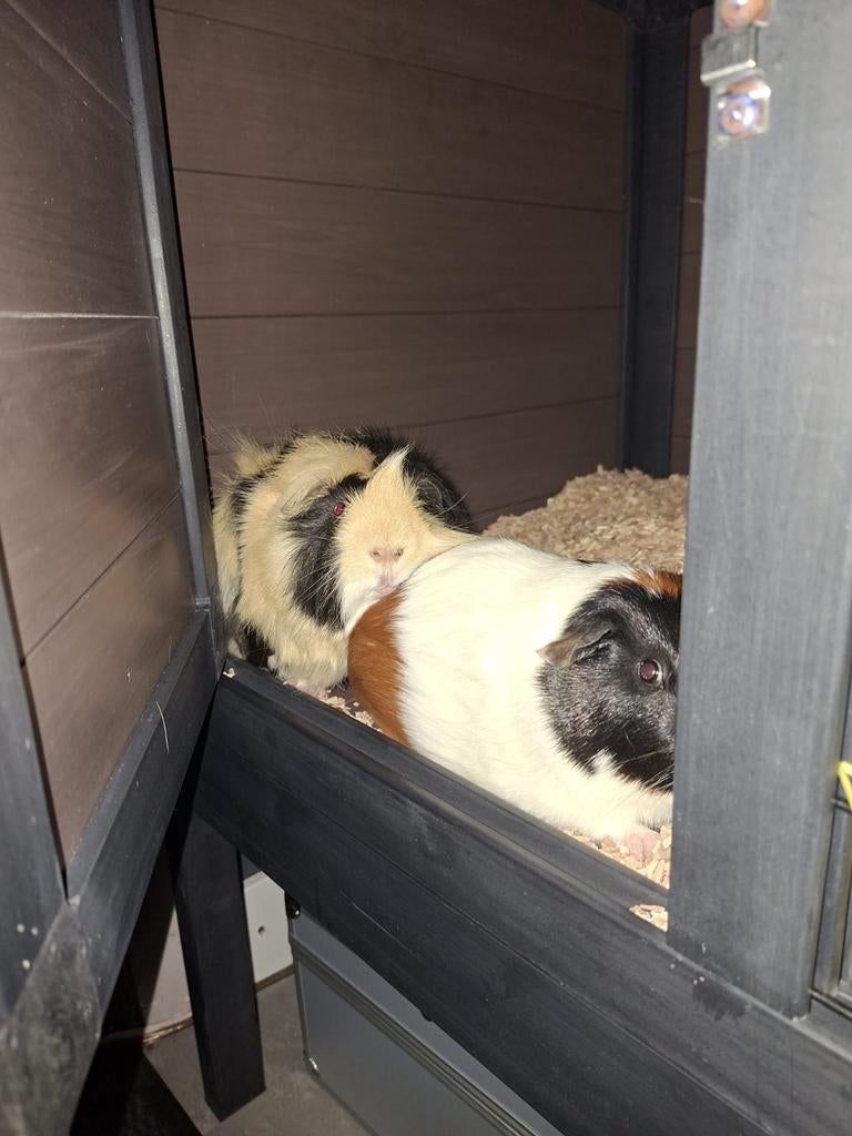 2 cavia's met kooi, Dieren en Toebehoren, Januari, Mannelijk, Cavia