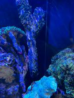 Levendsteen met buttons, Overige typen