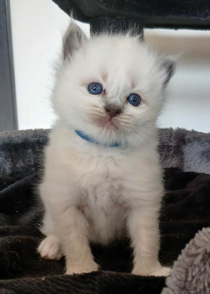 Ragdoll kittens, Dieren en Toebehoren, Katten en Kittens | Raskatten | Langhaar, Meerdere dieren, 0 tot 2 jaar, Ontwormd, Ingeënt