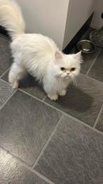 Te koop perzische poes, Dieren en Toebehoren, Poes