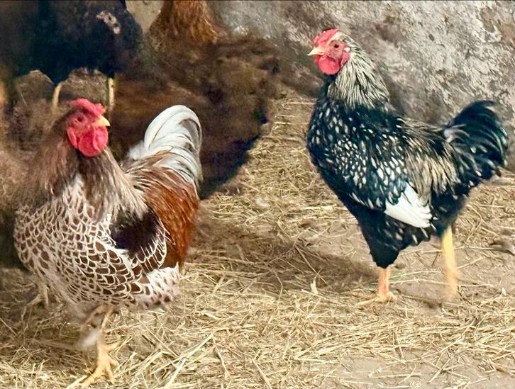 Mooie wyandotte kriel haan, Dieren en Toebehoren, Pluimvee, Kip, Mannelijk