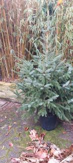 Gratis af te halen: voormalig Kerstboom. Nog erg mooi., Ophalen of Verzenden, Volle zon, Overige soorten, Minder dan 100 cm