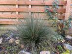 Siergras voor de tuin, Ophalen, Volle zon, Vaste plant, Siergrassen