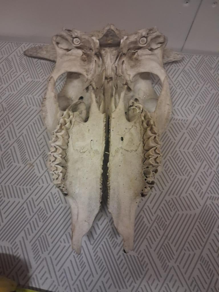 Grote schedel koe, Ophalen of Verzenden, Overige typen