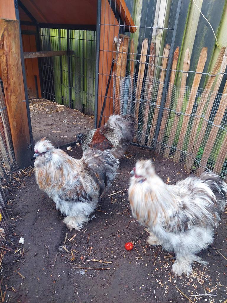 6 zijdehoender hanen gratis, Dieren en Toebehoren, Pluimvee, Mannelijk, Kip