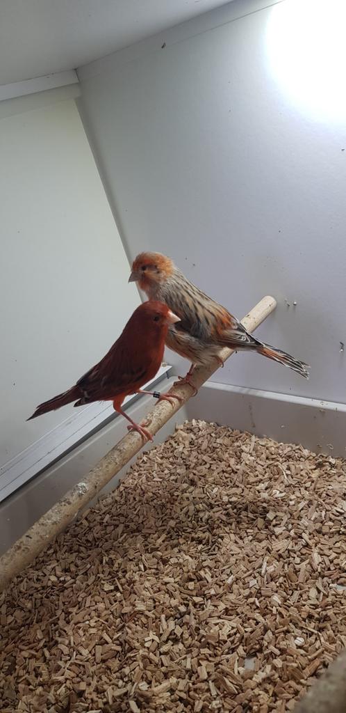 Trio rood agaat kanaries onverwant, Dieren en Toebehoren, Vogels | Kanaries, Meerdere dieren, Kleurkanarie