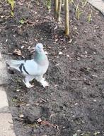 Takla duiven, Meerdere dieren