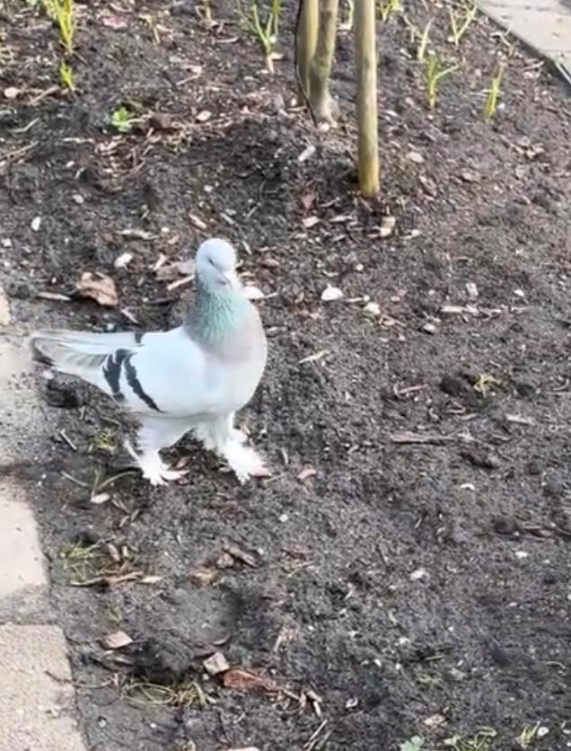 Takla duiven, Dieren en Toebehoren, Vogels | Duiven, Meerdere dieren