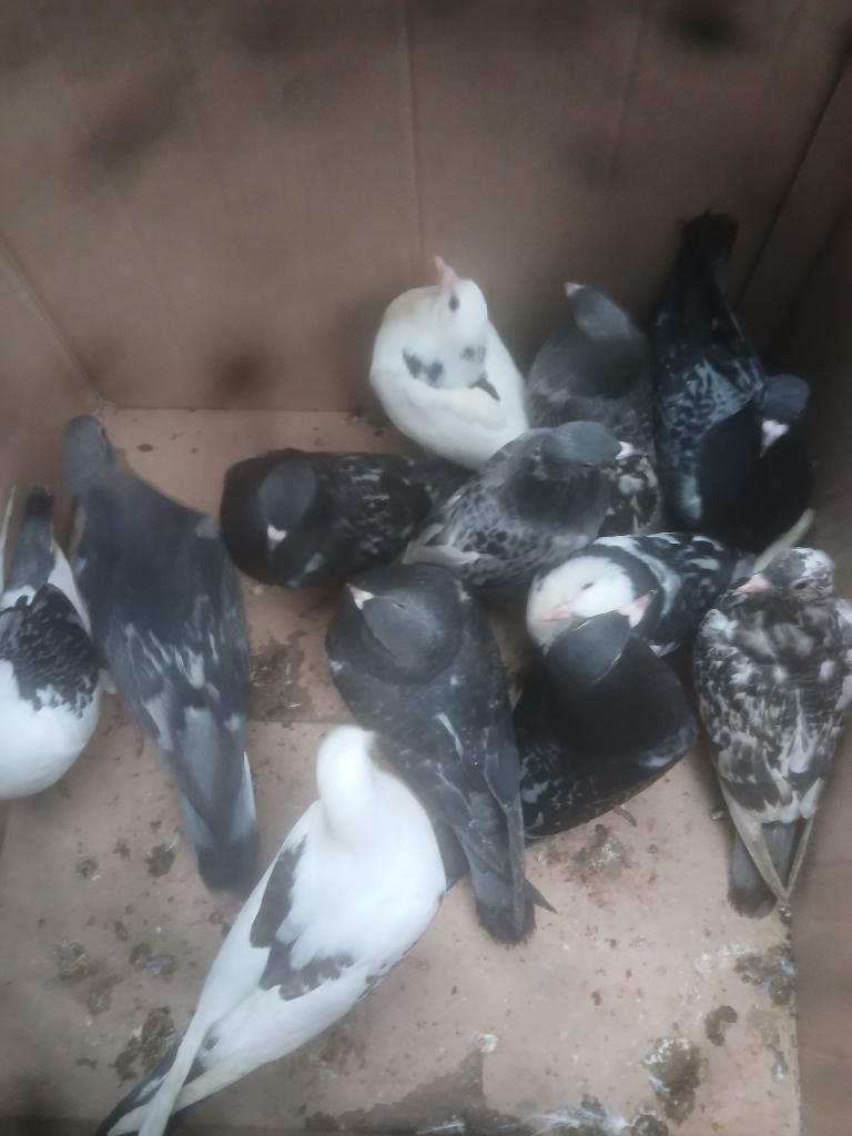 Duiven, Dieren en Toebehoren, Meerdere dieren, Overige soorten