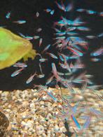 Kardinaal tetra, Vis