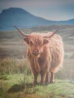 Decoratieve Schotse Hooglander stevig Canvasdoek, Huis en Inrichting, Woonaccessoires | Lijsten, Ophalen, Overige materialen, Zo goed als nieuw