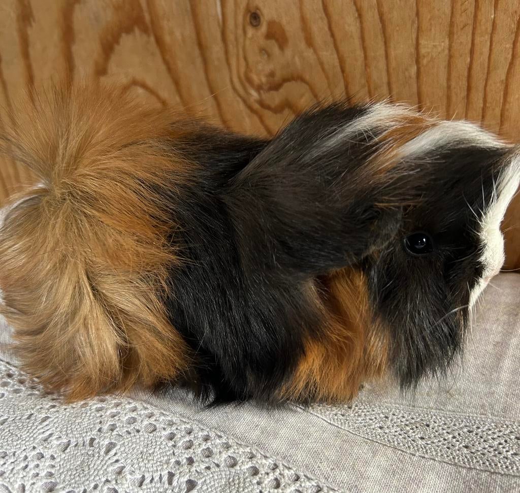 Jong cavia mannetje peruvian, Dieren en Toebehoren, Knaagdieren, Mannelijk, Cavia, Maart