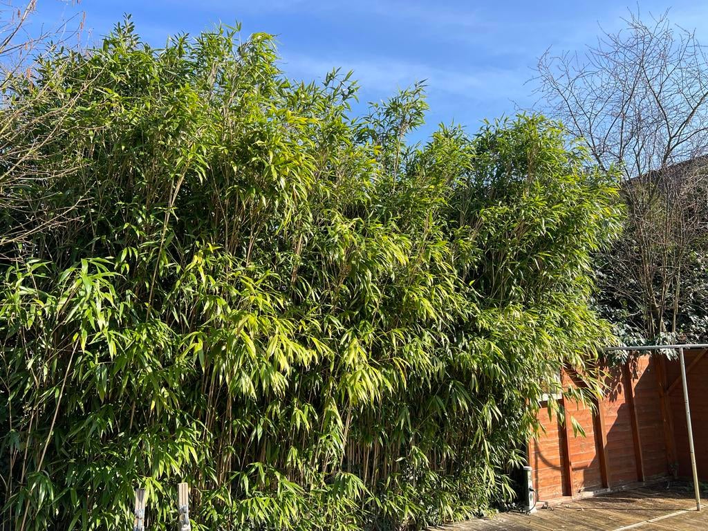 Bamboe planten zelf uitgraven, Tuin en Terras, Ophalen, Volle zon, Vaste plant, Siergrassen