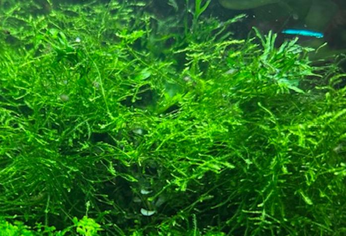 Mos, Dieren en Toebehoren, Vissen | Aquaria en Toebehoren, Ophalen, Zo goed als nieuw, Plant(en), Steen of Hout