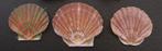 Schelpen /  platte St. Jacobsschelpen, Ophalen of Verzenden, Schelp(en)