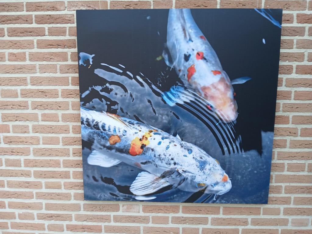 Foto op aluminiumvan koi karpers, Karper of Koi