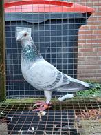 Schimmel postduif doffer, Mannelijk, Postduif