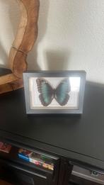 Opgezette vlinder in lijst, Huis en Inrichting, Ophalen, Zo goed als nieuw