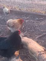 Cochin kwartet kriel tam kipjes sierkip, Dieren en Toebehoren, Pluimvee, Meerdere dieren, Kip