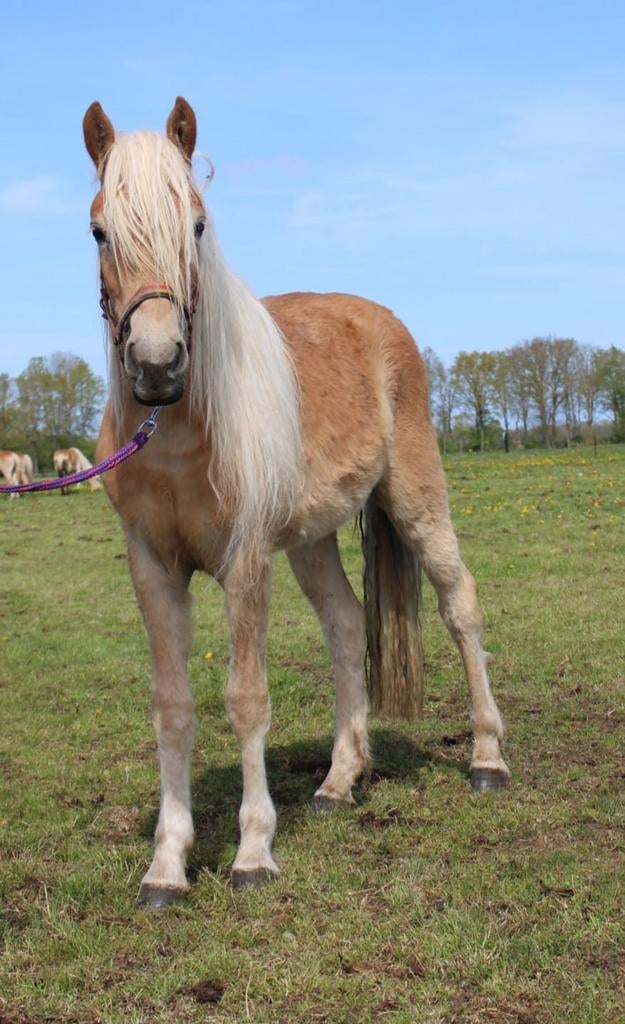 Tekoop leuke 3 jarige haflinger ruin met stamboek., Met stamboom, Ruin, 3 tot 6 jaar, Onbeleerd