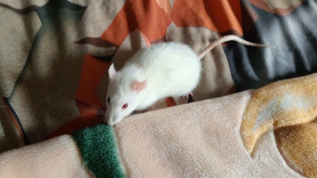 Tam dwergrat vrouw wit met rode oogjes & kooi met toebehoren, Dieren en Toebehoren, Knaagdieren, Rat, Vrouwelijk, Januari, Tam