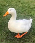 Gevraagd 2 park eend pullen/kuikens, Dieren en Toebehoren, Meerdere dieren, Eend