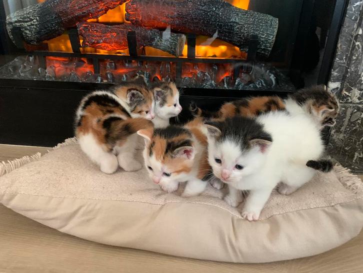 Kittens te koop, Dieren en Toebehoren, Katten en Kittens | Raskatten | Korthaar, Kater, 0 tot 2 jaar