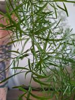 Asparagus densiflorus sprengeri, Ophalen