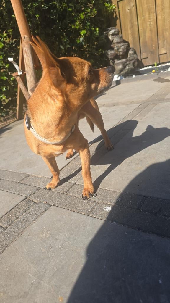 Chihuahua, Dieren en Toebehoren, Honden | Chihuahua's en Gezelschapshonden, 6 jaar of ouder, Parvo, Eén hond, Nederland