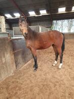 2 jr. merrie dressuur, Merrie, Dressuurpaard, 0 tot 2 jaar, Ingeënt