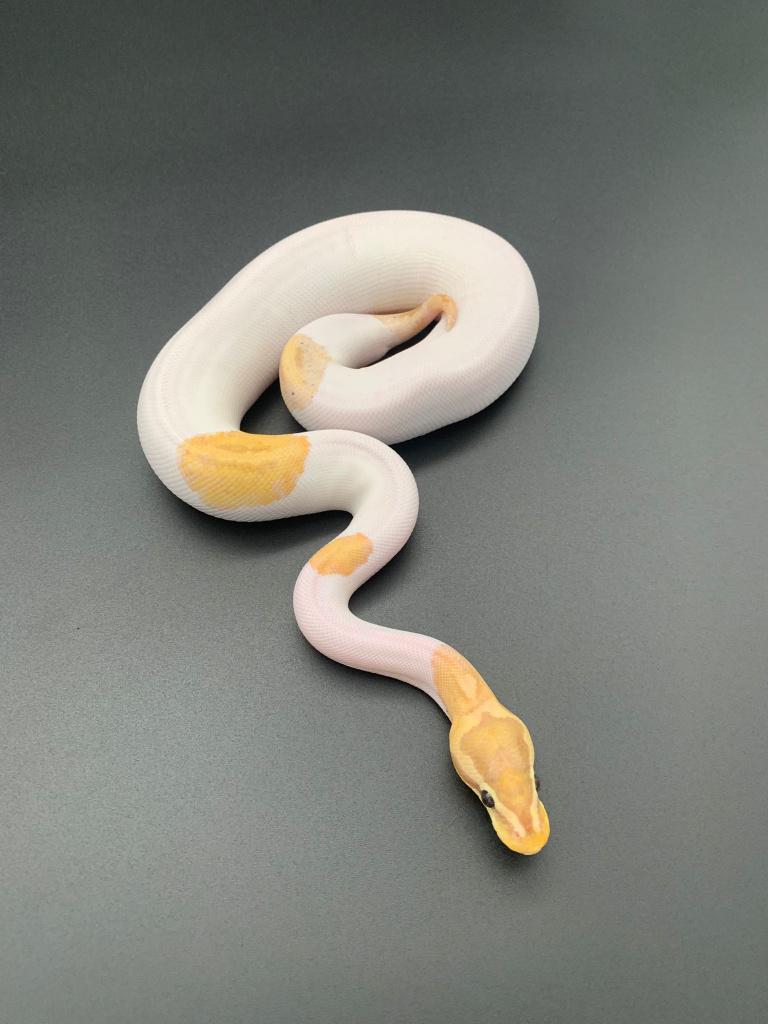 1.0 banana piebald python regius, Dieren en Toebehoren, Slang, Tam, 0 tot 2 jaar