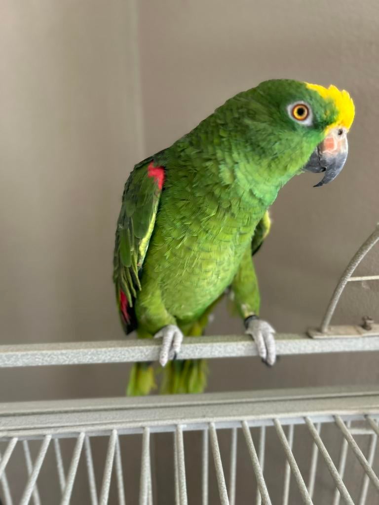 Geelhoofdamazone hand tam praat lacht enz compleet, Dieren en Toebehoren, Vogels | Parkieten en Papegaaien, Papegaai, Geslacht onbekend