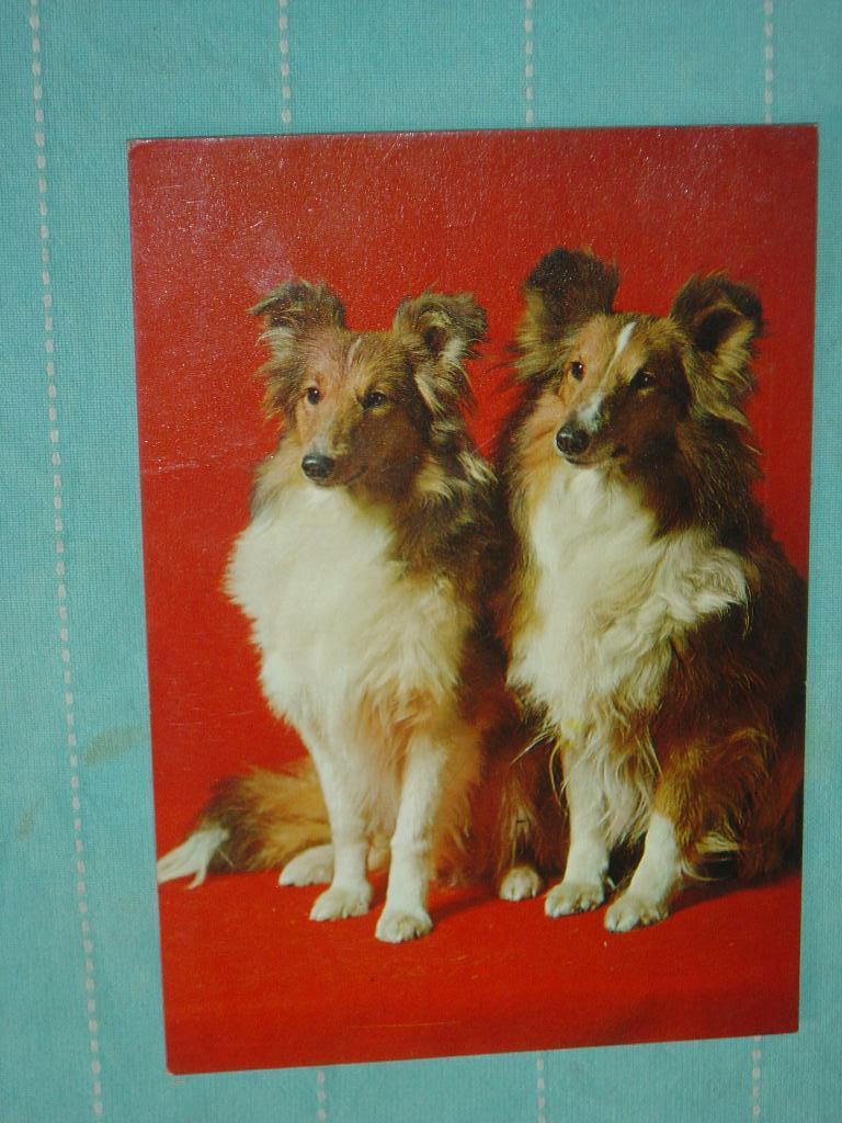 16) Kleuren ansichtkaart  Honden, Ophalen of Verzenden, 1960 tot 1980, Gelopen, Hond of Kat
