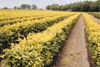 GOEDKOPE beukenhagen & haagbeuk, Tuin en Terras, Planten | Struiken en Hagen, Ophalen of Verzenden, Beukenhaag, 100 tot 250 cm