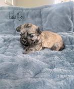 Boomer puppys, Dieren en Toebehoren, Maltezer, Meerdere, Meerdere dieren, Nederland