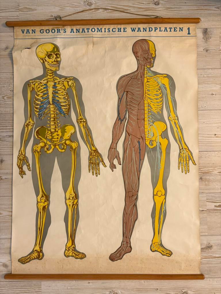 Anatomische wandplaat, Ophalen, Natuur en Biologie
