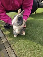 Lief konijntje kruising hollandertje/dwergje, Dieren en Toebehoren, Konijnen, Mannelijk, Dwerg